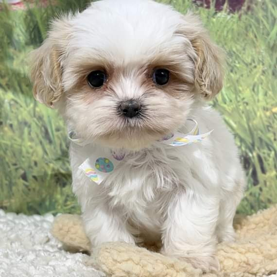 Cava-tzu puppies Hannover - photo 2