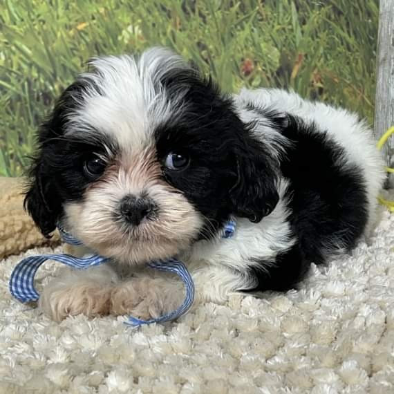 Cava-tzu puppies Hannover - photo 1