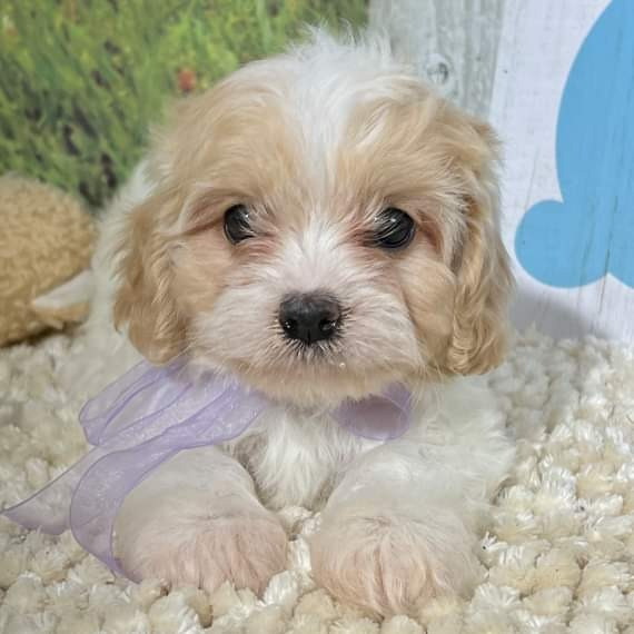 Cava-tzu puppies Hannover - photo 3