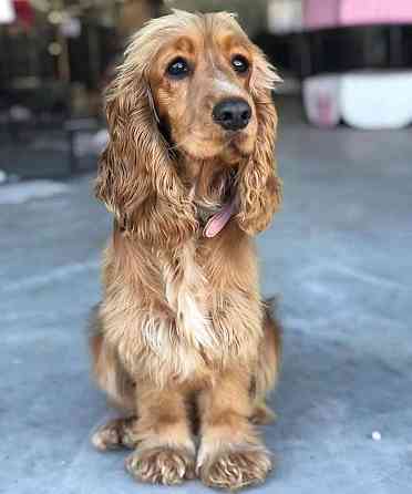 Cocker Spaniel Дюссельдорф