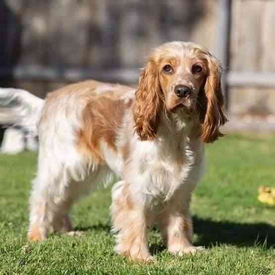 Cocker Spaniel Duesseldorf