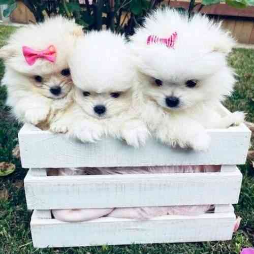 Pomeranian Siblings Берлин