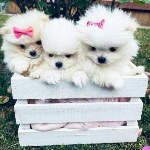 Pomeranian Siblings Берлин - изображение 1