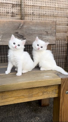 Turkish Angora kittens Hamburg - изображение 1