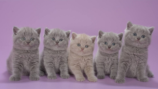 British Shorthair kitens Berlin - photo 1