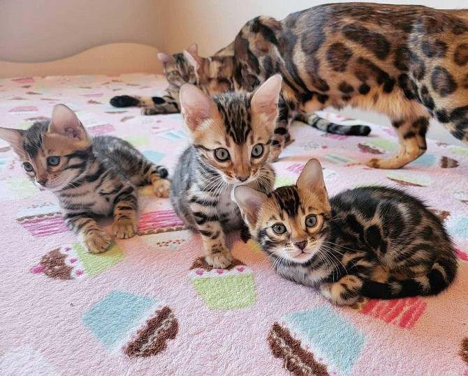 Bengal kittens Hamburg - photo 1