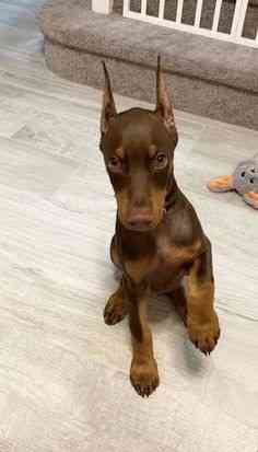 2 Jahre alter langhaariger Retriever/Rotterdog/Dobermann Berlin