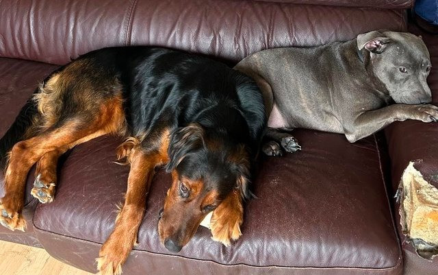 2 Jahre alter langhaariger Retriever/Rotterdog/Dobermann Берлін - изображение 1