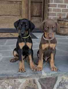 Dobermann-Welpen bereit zum Auszug München