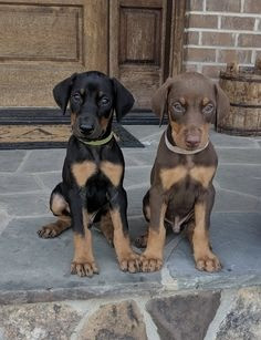 Dobermann-Welpen bereit zum Auszug Munich - photo 1