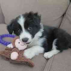 Schöne Border Collie Welpen suchen ein neues Zuhause Bremen