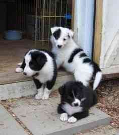 Schöne Border Collie Welpen suchen ein neues Zuhause Bremen