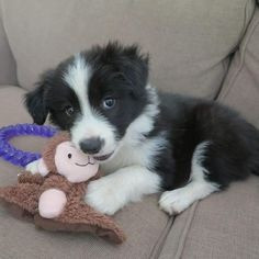 Schöne Border Collie Welpen suchen ein neues Zuhause Bremen - photo 2