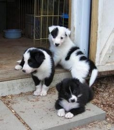 Schöne Border Collie Welpen suchen ein neues Zuhause Bremen - photo 1