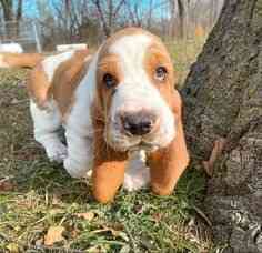 Bassett Hound-Welpen zu verkaufen Hannover