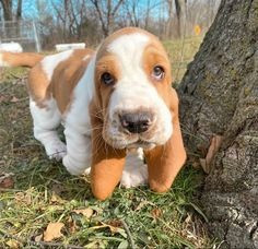 Bassett Hound-Welpen zu verkaufen Ганновер - изображение 2