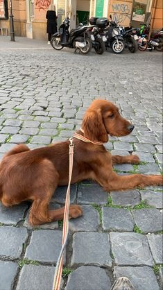 Hochwertige, beim KC registrierte Irish Setter – 1 Rüde und 1 Hündin l Ганновер - изображение 1