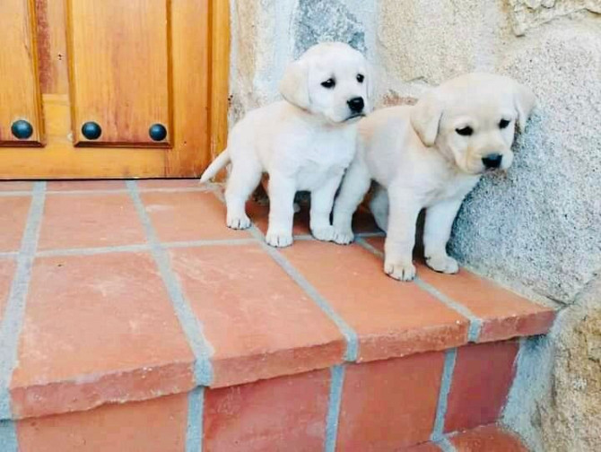 LABRADOR RETRIEVER PUPPIES ADOPTION, MALES AND FEMALES AVAILABLE, CONTACT NOW FOR MORE (WHATSAPP:+34 Мюнхен - изображение 1