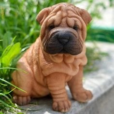 3 WUNDERSCHÖNE KC SHAR PEI’S ÜBRIG zu verkaufen Гамбург - изображение 2