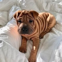 3 WUNDERSCHÖNE KC SHAR PEI’S ÜBRIG zu verkaufen Hamburg - изображение 3