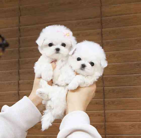 ADOPTION GIFT LULU POMERANIAN MINI TOY PUPPIES, MALES AND FEMALES AVAILABLE Гамбург