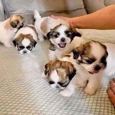 ADOPTION GIFT OF SHIH TZU MINI TOY PUPPIES, MALES AND FEMALES AVAILABLE Шверін