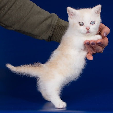 Munchkin kittens Hamburg - изображение 1