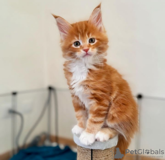 Maine coon kittens Берлин