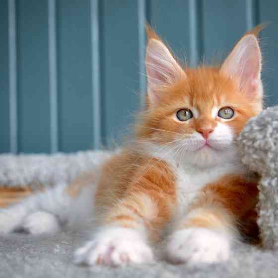 Maine coon kittens Дрезден