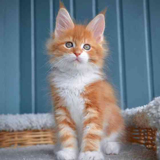 Maine coon kittens Ерфурт