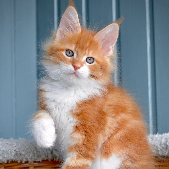 Maine coon kittens Stuttgart - photo 1