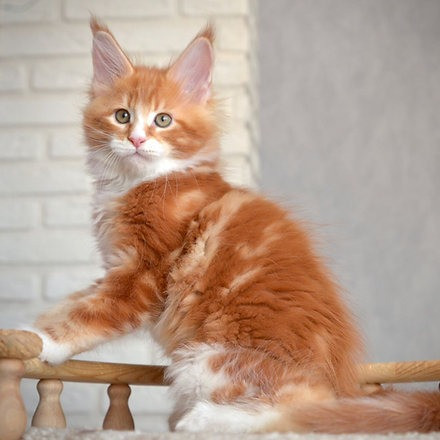 Maine coon kittens Wiesbaden - изображение 1