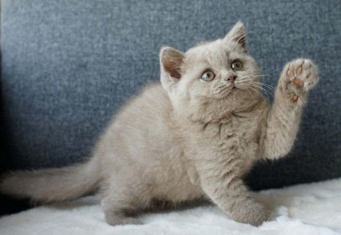 Lieblich Blaue & lilafarbene Britisch Kurzhaarkätzchen zur Adoption. Hannover - photo 1