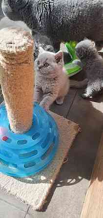 British Shorthair kittens Берлин