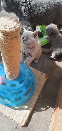 British Shorthair kittens Berlin - photo 3