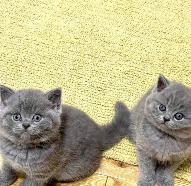 British Shorthair kittens Гамбург - изображение 1