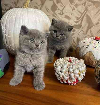 British Shorthair kittens Шверин