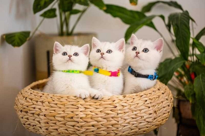 British Shorthair kittens Эрфурт - изображение 1