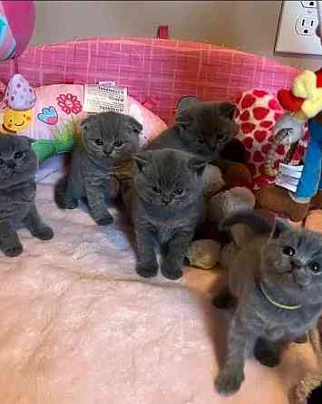 British Shorthair kittens Штутгарт