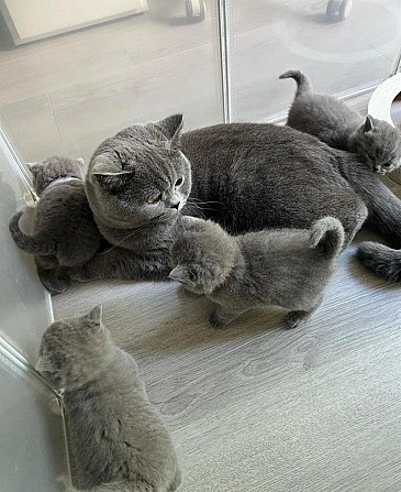 British Shorthair kittens Потсдам - изображение 1