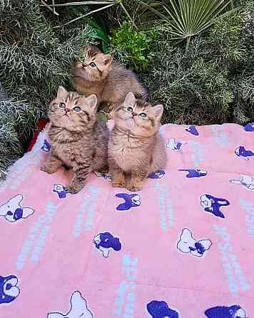 British Shorthair kittens Бремен