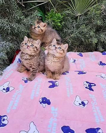 British Shorthair kittens Bremen - photo 1