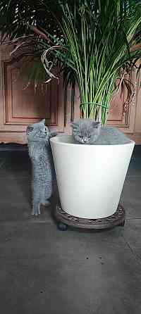 British Shorthair kittens Ганновер