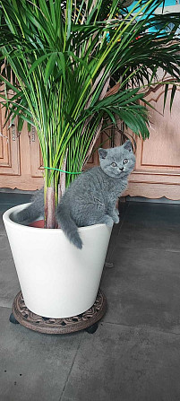 British Shorthair kittens Hannover - изображение 2