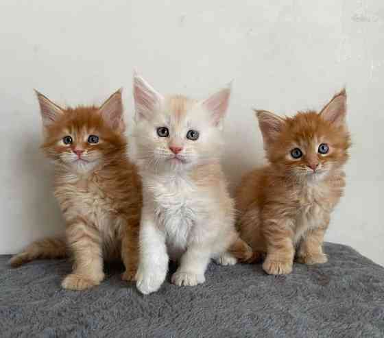 Maine coon kittens Берлин