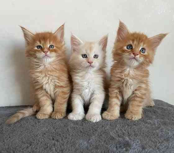 Maine coon kittens Берлін