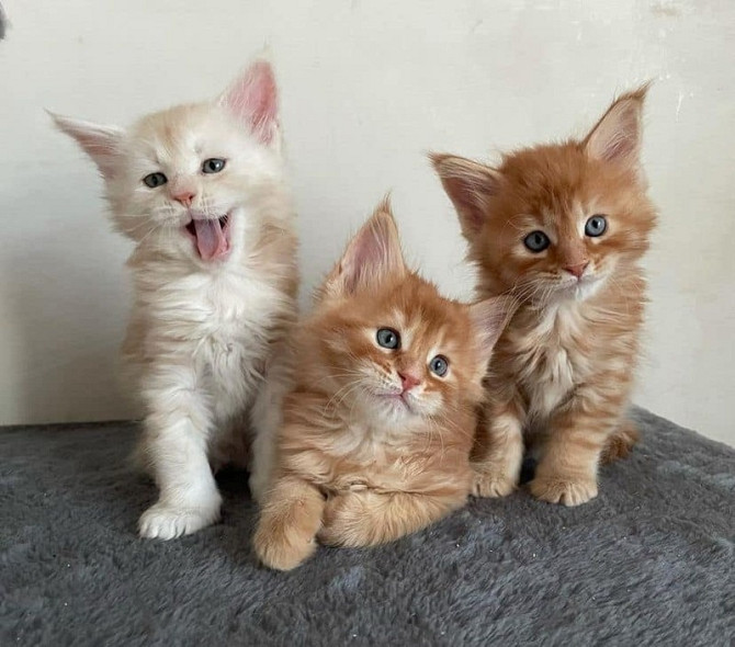 Maine coon kittens Берлін - изображение 3