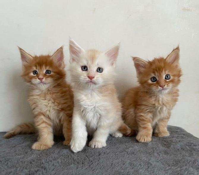 Maine coon kittens Берлин - изображение 1