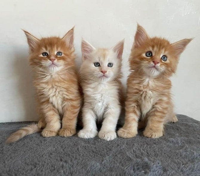 Maine coon kittens Berlin - photo 2