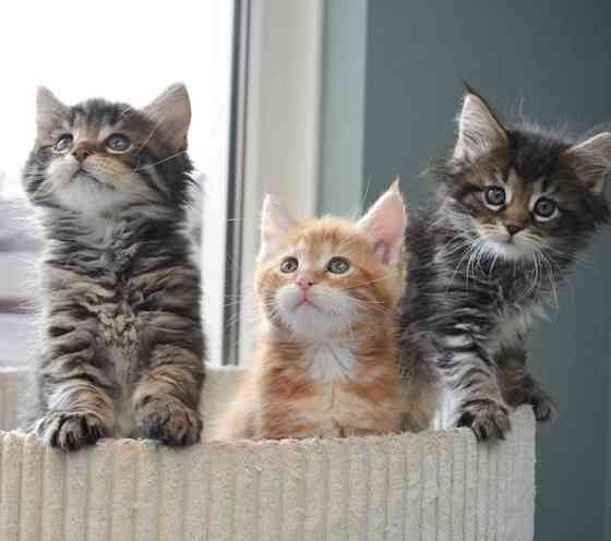 Maine coon kittens Hannover